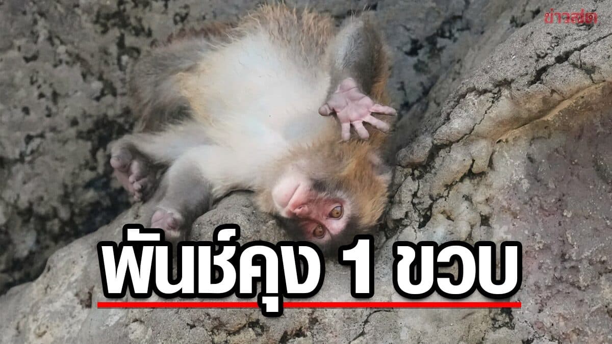 “พันช์คุง” ลิงกำพร้าญี่ปุ่น ฉลองวันเกิดครบ 1 ขวบ แฟนคลับส่งการ์ดอวยพรนับพัน