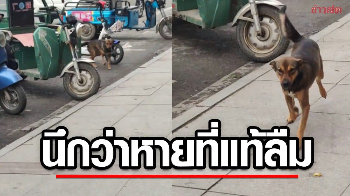 เจ้าของนึกว่าหมาหาย อึ้ง ลืมไว้หน้าซูเปอร์ฯ ตูบนั่งเฝ้าไม่ไปไหนนาน 2 ชม.