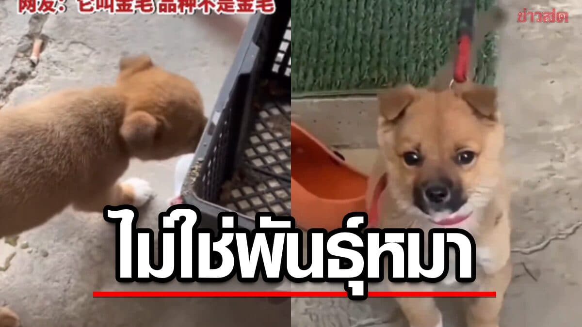 หนุ่มจีนสั่งโกลเด้นออนไลน์ ได้ไม่ตรงปก ร้านแจง”โกลเด้น” คือชื่อ ไม่ใช่สายพันธุ์