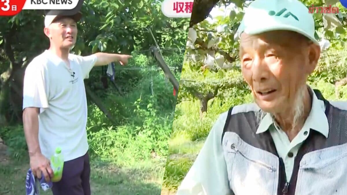 เจ้าของสวนสุดช้ำถูกขโมยลูกแพร์หมื่นลูกใน 2 ปีติด ตัดสินใจปิดกิจการ