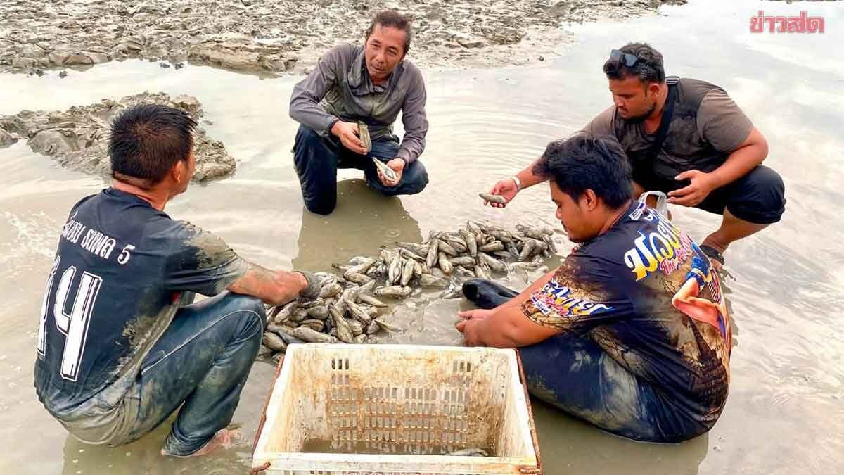 ปากบาราคึกคัก ‘หอยการัง’ ขึ้นเกยหาด ชาวบ้านแห่เก็บ สร้างรายได้งาม เงินสะพัดวันละ2แสน