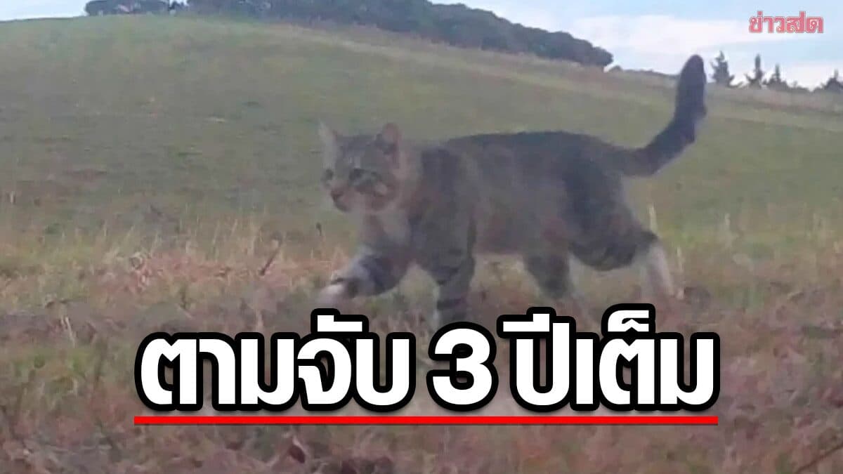 ตัวตึง! “ไนน์ ไลฟส์” แมวจร 9 ชีวิต ล่านกใกล้สูญพันธุ์ หลบหนีจับกุมนาน 3 ปี