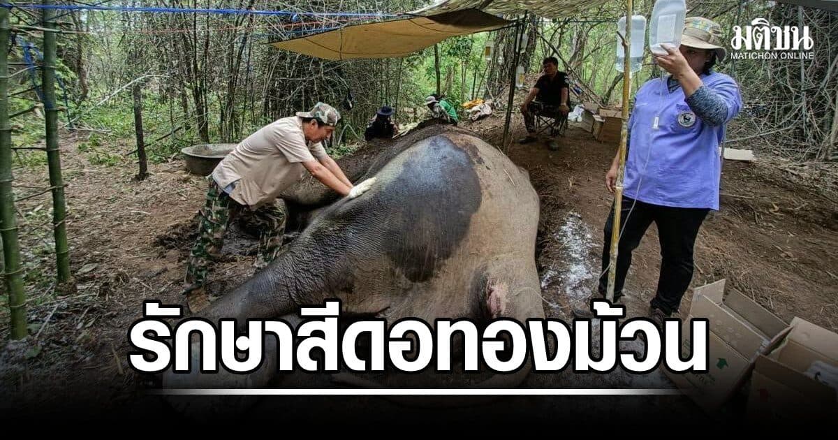 กรมอุทยานส่งทีมสัตวแพทย์เร่งรักษา สีดอทองม้วน ช้างป่าบาดเจ็บขาหลัง พร้อมเตรียมเอกซเรย์ประเมินอาการ