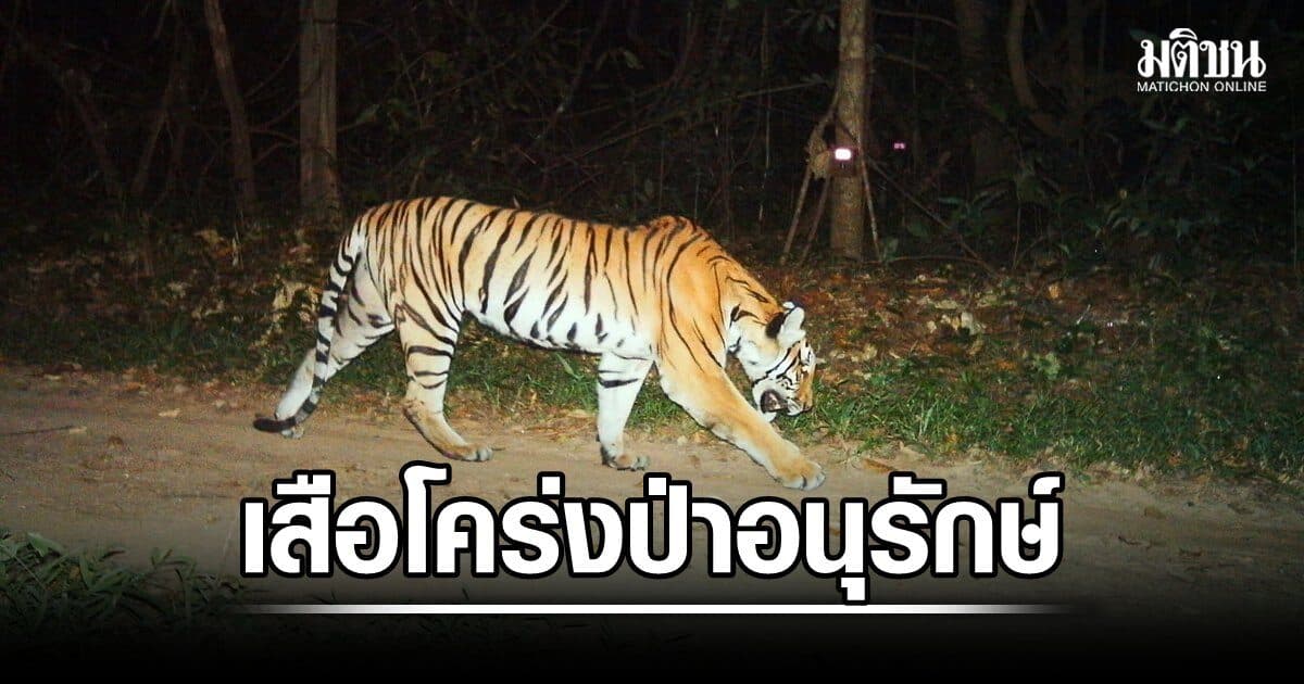 อัพเดตเสือโคร่งป่าอนุรักษ์ ห้วยขาแข้งยังชุกชุมที่สุด คาดมีตัวเต็มวัยทั่วประเทศ 210-257 ตัว