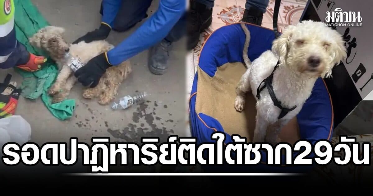 ปาฏิหาริย์! หมาพุดเดิ้ลรอดชีวิตมาได้ หลังติดใต้ซากตึกเวเนฯถล่ม 29 วัน