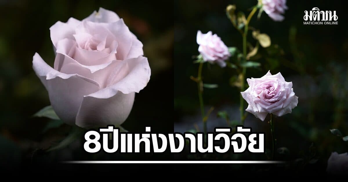 ครั้งแรก เผยโฉม ‘กุหลาบควีนสุทิดา’ ผลลัพธ์จาก 8 ปีแห่งงานวิจัย ความภาคภูมิใจวงการไม้ดอกไทย