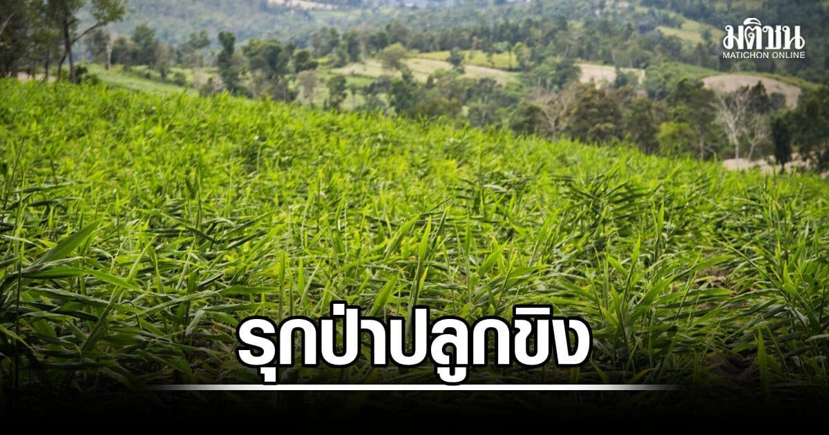 กมธ.สิ่งแวดล้อม ส.ว. บุกดอยฮอด สับนายทุนฮุบป่าต้นน้ำปิง ปลูกขิง สั่งงัด ม.25 ฟันไม่เลี้ยง
