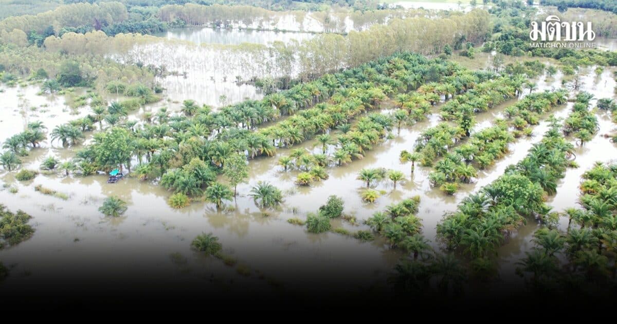 บึงกาฬน้ำโขงไหลย้อนกลับ ท่วมพื้นที่การเกษตรบ้านเรือน กว่า 700 ไร่