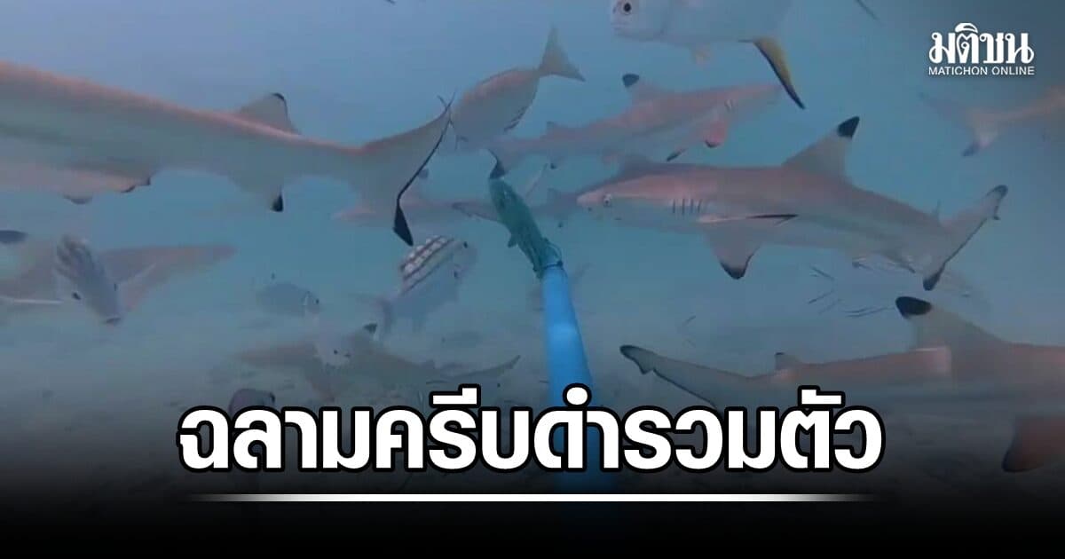 อ่าวมาหยาฟื้นตัว สำรวจพบฉลามครีบดำ รวมตัวถึง 149 ตัว คาดช่วงกำลังสืบพันธุ์