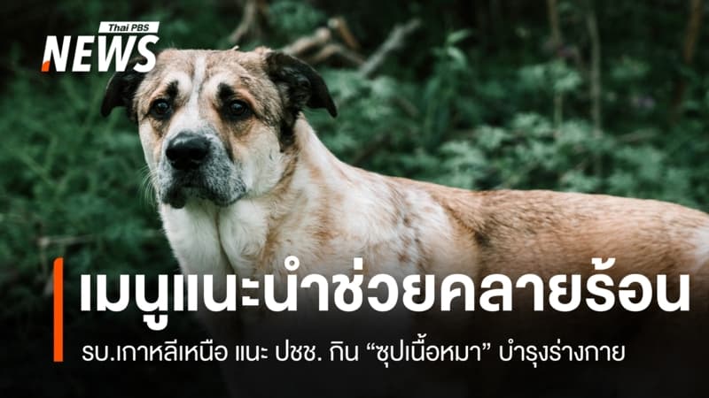 เกาหลีเหนือแนะกิน "ซุปเนื้อสุนัข" สู้คลื่นความร้อน ย้ำเป็นอาหารบำรุงร่างกาย