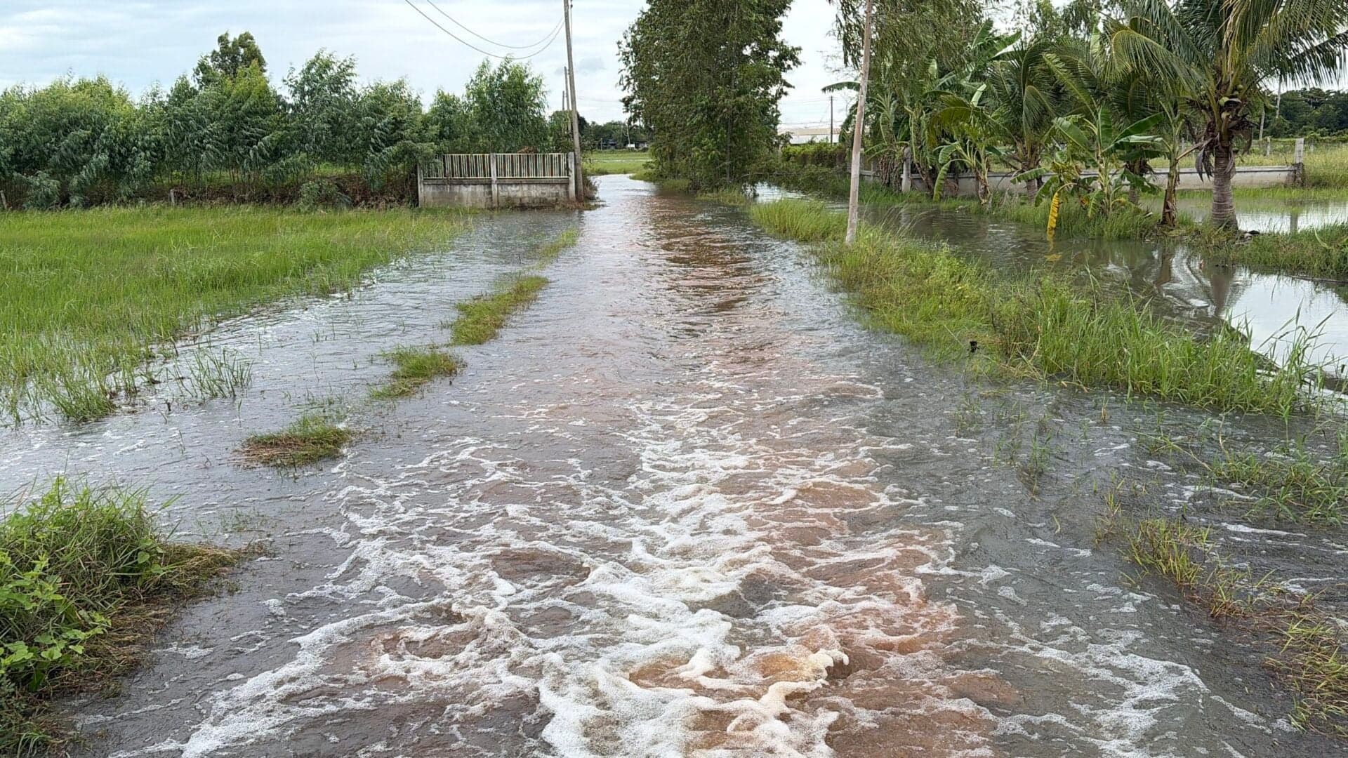 ชาวบุรีรัมย์ร้องทุกข์ น้ำท่วมนาข้าวซ้ำซากทุกปี รถเล็กผ่านไม่ได้ วอนหน่วยงานเร่งแก้ไข