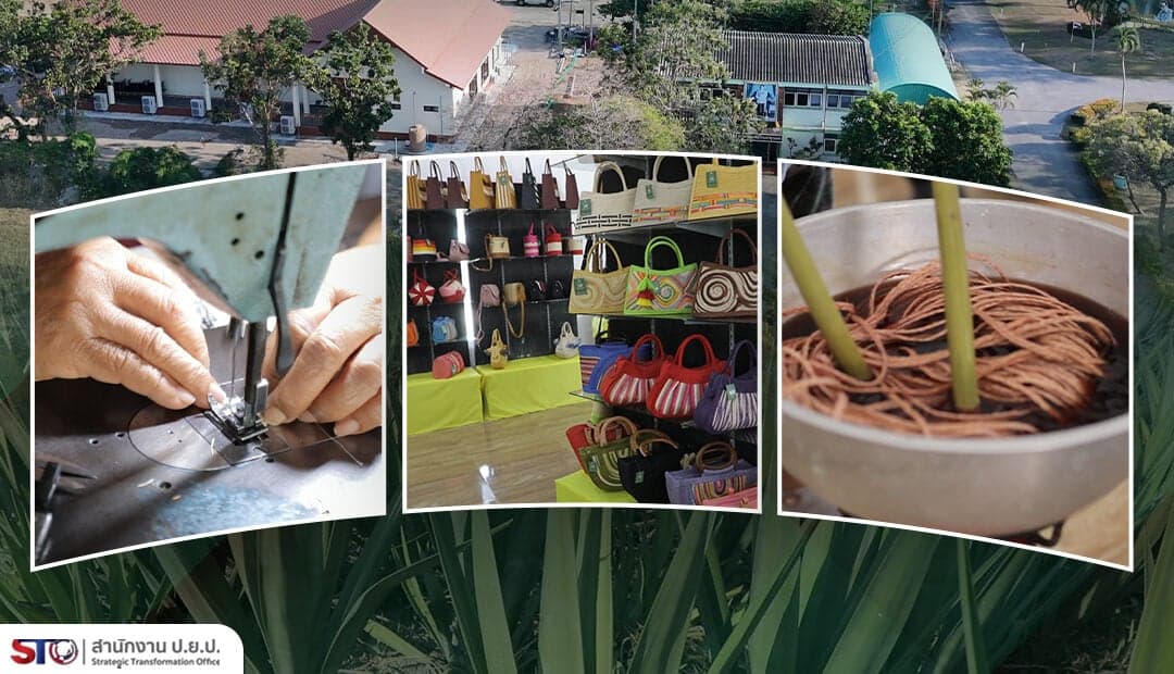 หุบกะพงโมเดล : พลิกฟื้นผืนดินแห้งแล้ง ด้วยเส้นใยป่านศรนารายณ์