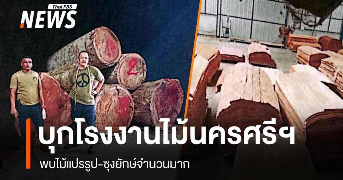 บุกโรงงานไม้นครศรีฯ พบไม้แปรรูป-ซุงยักษ์จำนวนมาก