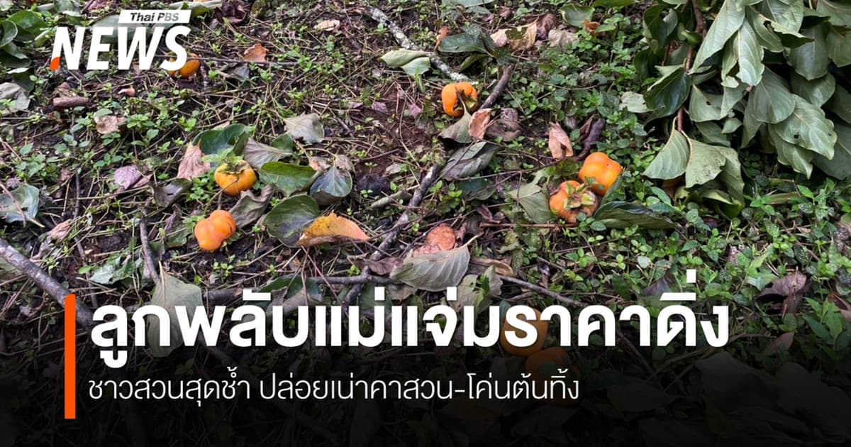 ลูกพลับแม่แจ่มราคาทรุด เหลือกิโลฯ 5 บาท ชาวสวนจำใจปล่อยเน่าคาสวน-เททิ้ง