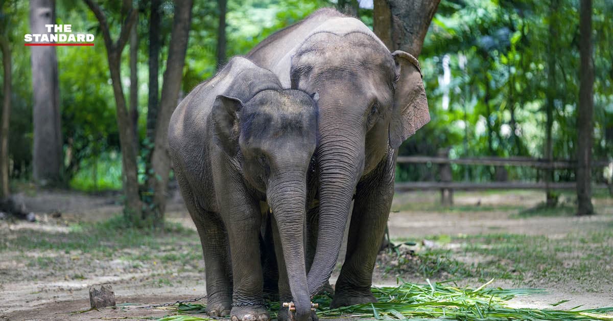 สัมผัสไอรัก ‘แม่แสนสวย-น้องแสนหวาน’ หวนสู่อ้อมกอดในรอบ 1,460 วัน ที่ศูนย์อนุรักษ์ช้างไทย