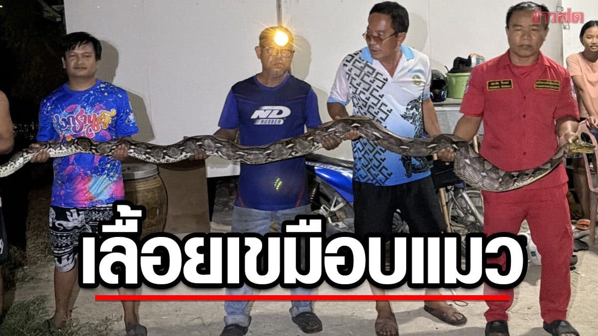 สาวช็อก งูเหลือม ยาว 4 เมตร เลื้อยเขมือบแมวแสนรัก ก่อนมุดท่อหนี