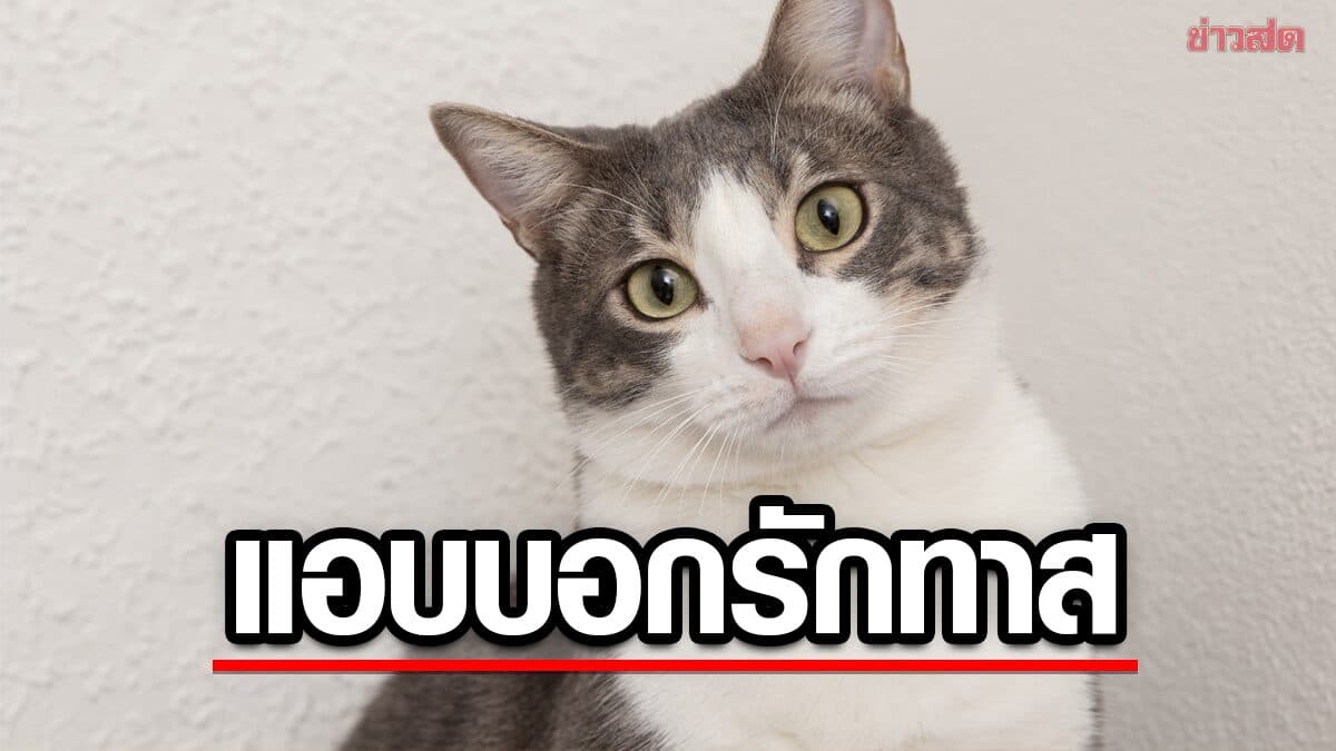 ทาสแมวเช็กด่วน! 3 สัญญาณที่บอกว่า “แมว” ยอมรับคุณเป็น “ครอบครัว” แล้ว