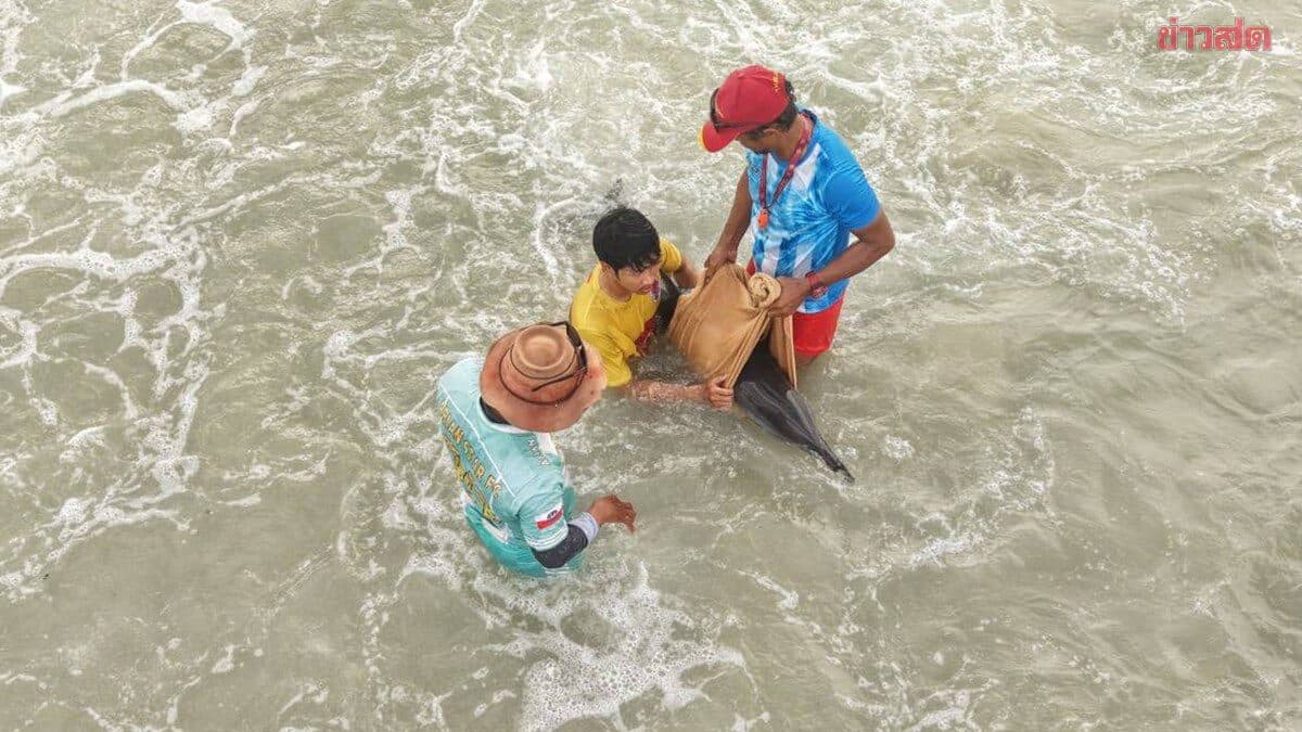 ไลฟ์การ์ดหาดป่าตอง ช่วยโลมาเกยตื้นประสานศูนย์วิจัยฯ รับรักษารอฟื้นตัวปล่อยคืนท้องทะเล