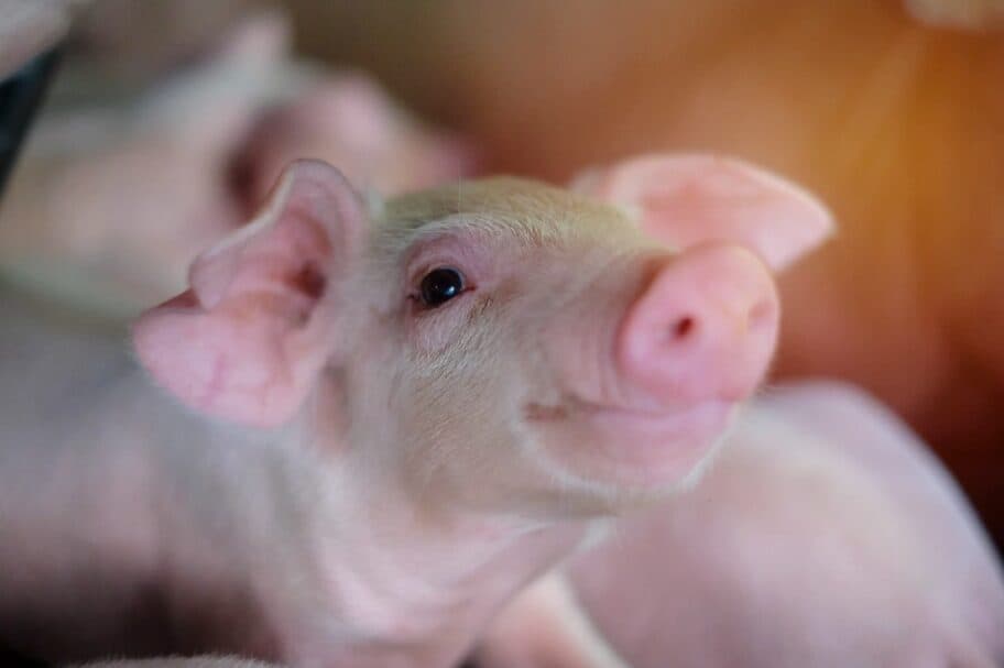 หมูขึ้นราคาโลละ 2 บาท ฟาร์มแจงช่วยรายย่อย หลังแบกขาดทุนนาน 3 ปี