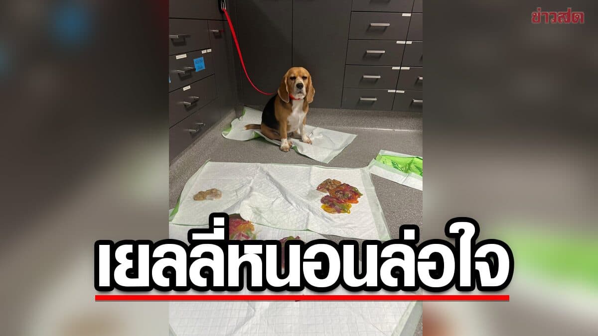 อึ้ง! เจ้าตูบในออสเตรเลียแอบฟาด ‘เยลลี่หนอน’ กว่า 1.1 กิโลฯ ถูกส่งคลินิกฉุกเฉิน