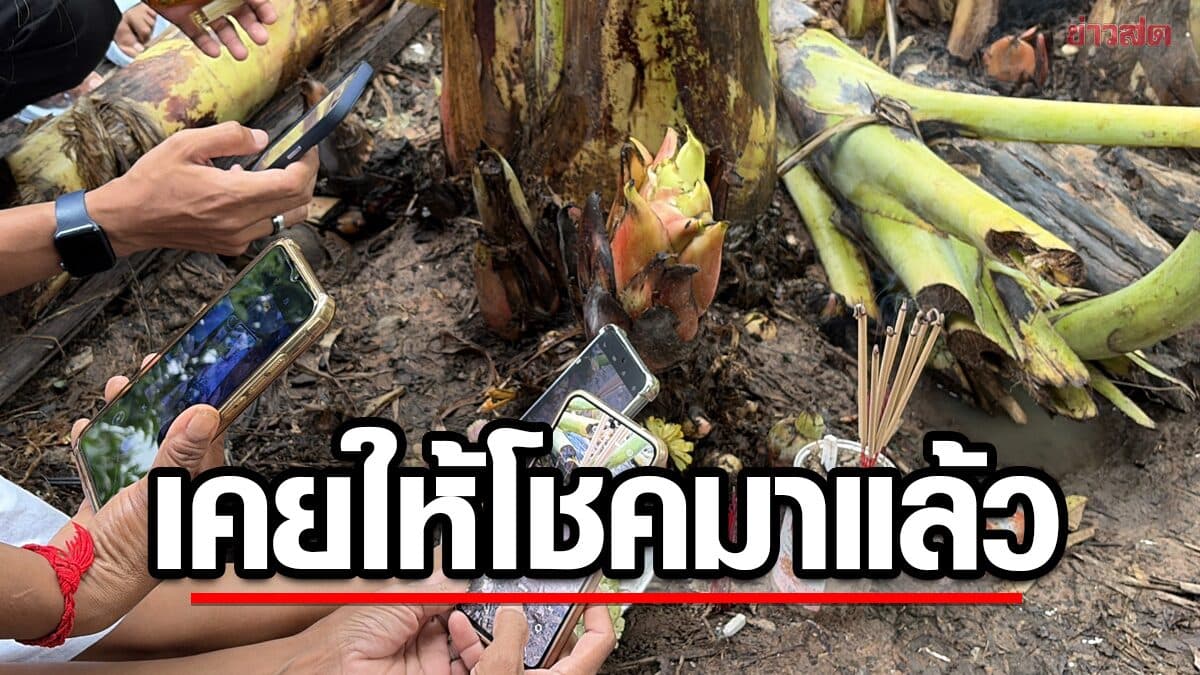 เจ้าของบ้าน เคยได้โชคมาแล้ว ฮือฮา ต้นกล้วยแตกหน่อประหลาด