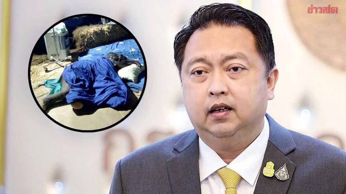 ‘สุชาติ’ แจ้งข่าวเศร้า ‘เจ้าจิ๋วน้อย’ ลูกช้างป่าพลัดหลง ตายแล้ว ภาวะไตวายเฉียบพลัน