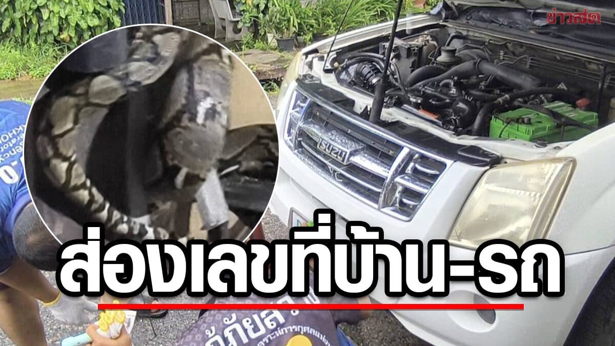 สองสามีผวา งูเหลือม 2 ตัว เลื้อยเข้าบ้าน-รถกระบะ แจ้งกู้ภัยช่วยจับวุ่น