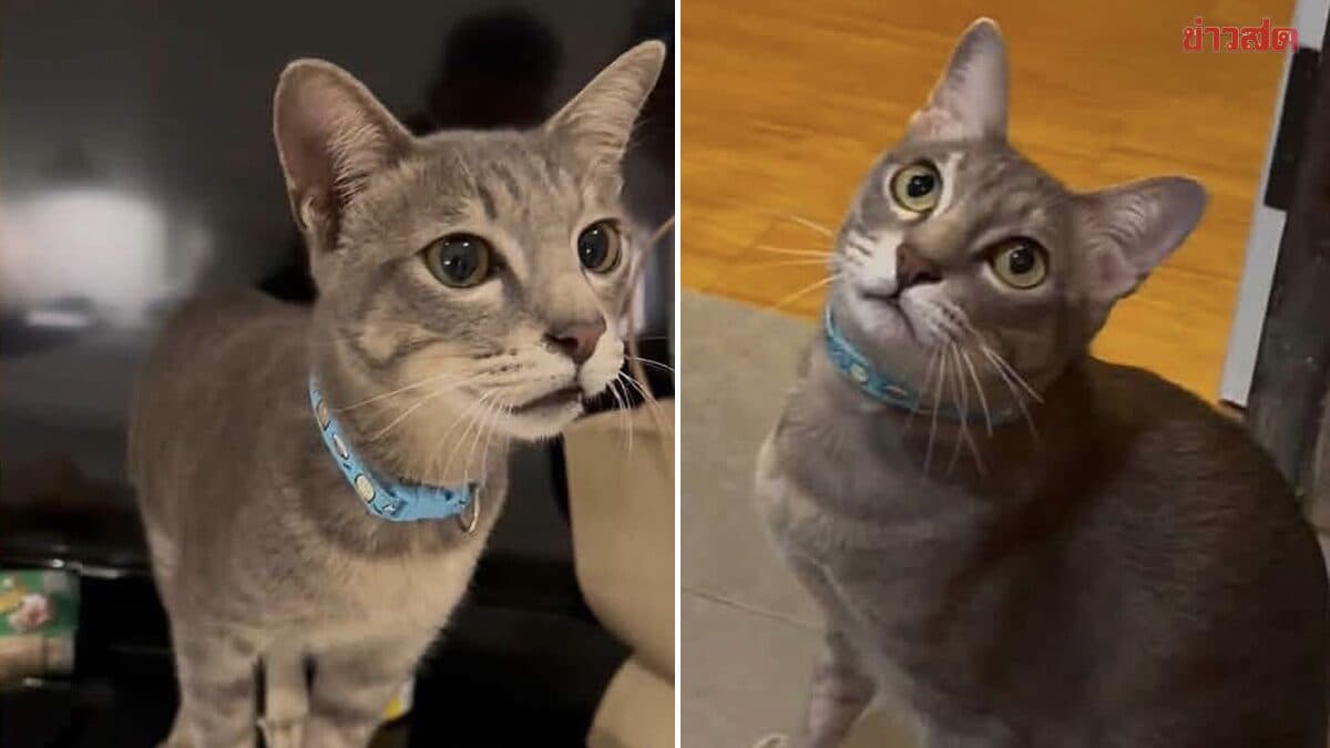 นักท่องเที่ยวไต้หวัน สุดเศร้า เทาเทา แมวที่ประกาศตามหา ถูกหมากัดตายแล้ว