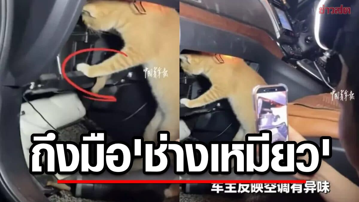 ช่างทั้งอู่ยังยอม! หนูแอบในรถ หายังไงก็ไม่เจอ เจอ “ช่างเหมียว” ปุ๊บ โผล่ปั๊บ