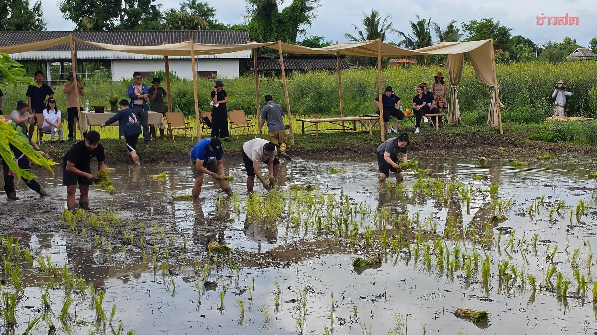 Chef to Farm รวมเชฟเชียงใหม่กว่า 50 คน เชื่อมเกษตรกรกับครัว ขับเคลื่อนอาหารปลอดภัยจากแปลงสู่จาน