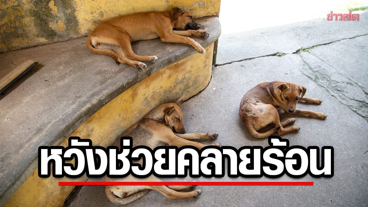 เกาหลีเหนือแนะประชาชน กิน “ซุปเนื้อสุนัข” หวังช่วยคลายร้อน