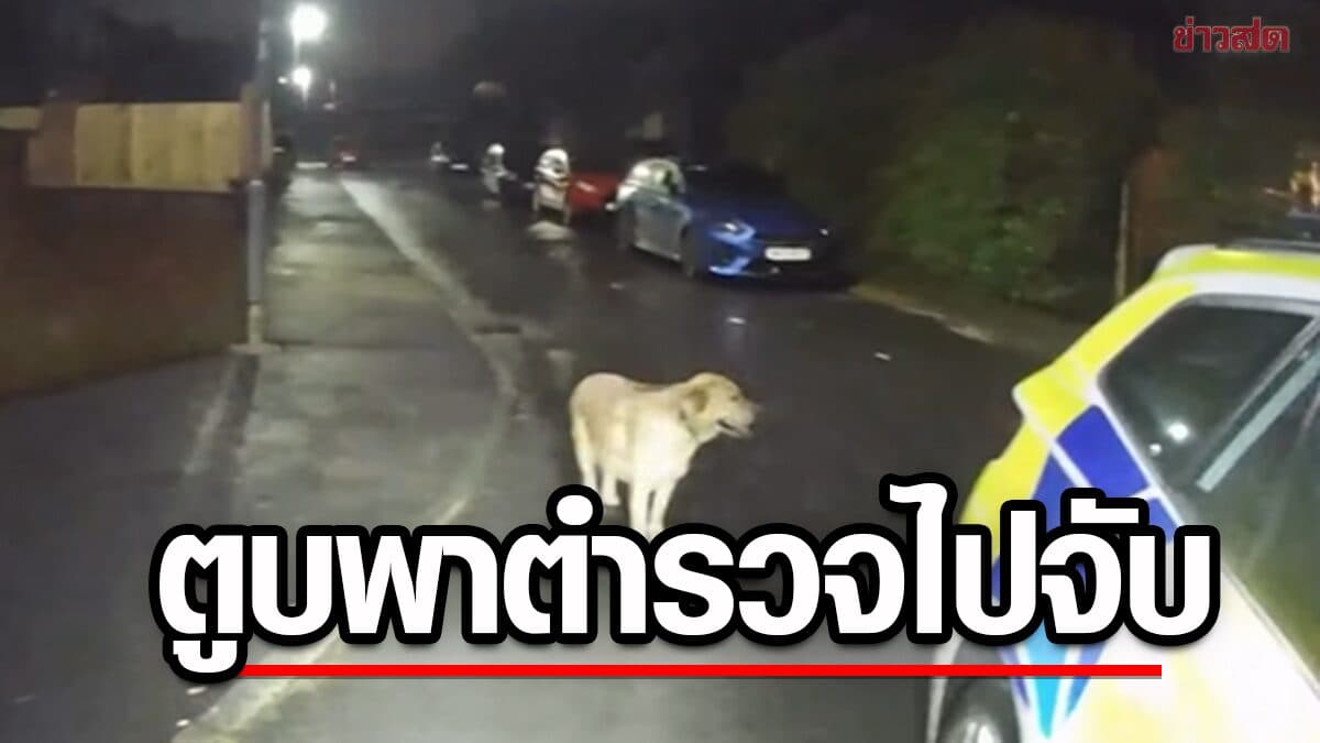หนุ่มขี่สกู๊ตเตอร์หนีตำรวจ ทิ้งตูบไว้ข้างทาง สุดท้ายตูบพาตำรวจไปหาถึงบ้าน