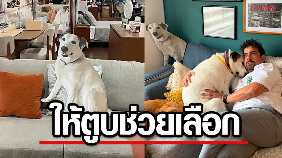 คู่รักอยากได้โซฟาใหม่ เผื่อตูบด้วย ร้านดันห้ามสัตว์เลี้ยงเข้า ผุดไอเดียสุดครีเอต