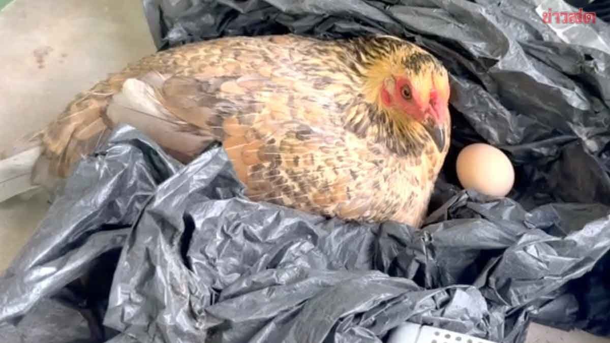 สลดหญิงสูงวัยอยู่ลำพัง เสียชีวิตในห้องน้ำ เจ้าตัวโต้ง แม่ไก่ไข่ที่เลี้ยงไว้ เฝ้าร่างผู้มีพระคุณไม่ห่าง
