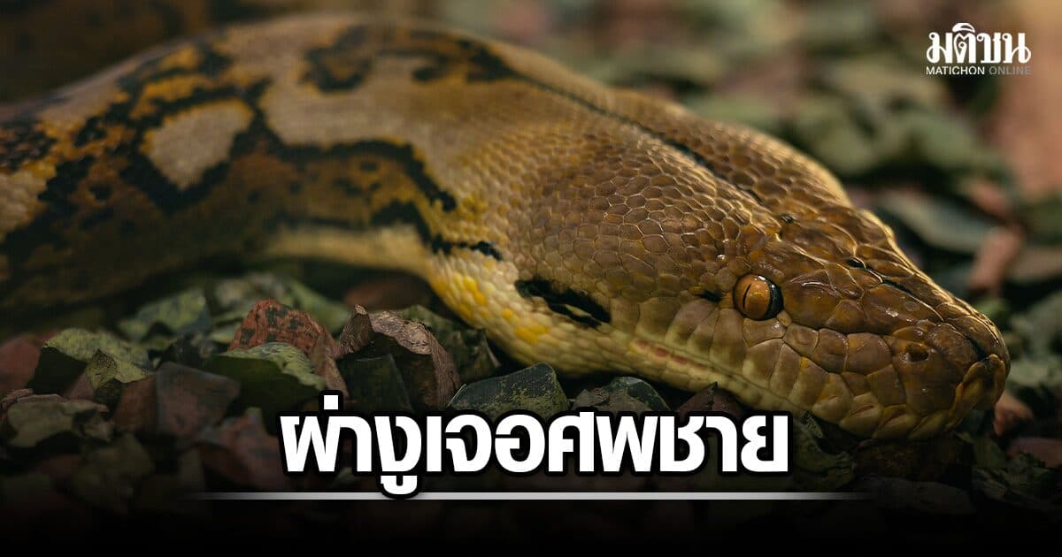 ช็อก! ชายชาวอินโดนีเซีย ถูกงูหลามเขมือบขณะกลับบ้าน ชาวบ้านผ่าท้องเจอซากในท้องงู