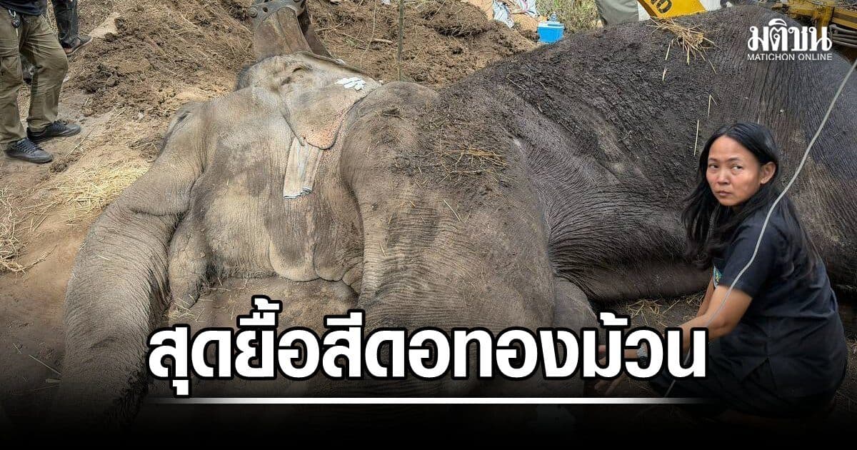 สุดยื้อ สีดอทองม้วน ล้มอย่างสงบ ภาวะปอดติดเชื้อ กับมีแผลกดทับบริเวณลำตัวหลายแห่ง