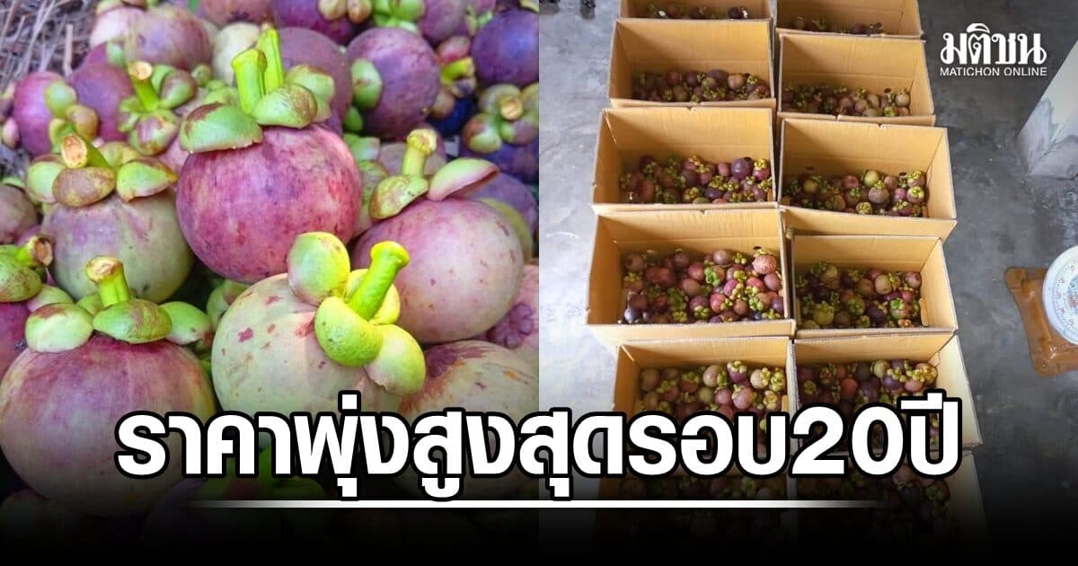 ชาวสวนมังคุด 3 จังหวัดใต้เฮ ราคาพุ่งสูงสุดรอบ 20 ปี ล้งท้องถิ่นเพิ่มขึ้นพรวดพราด