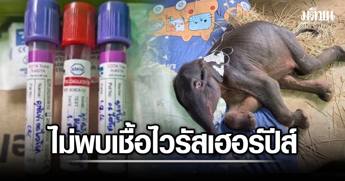 ผลตรวจเลือด ลูกช้างป่า ‘จิ๋วไทรโยค’ ไม่พบเชื้อไวรัสเฮอร์ปีส์ สัตวแพทย์ยังเฝ้าระวังใกล้ชิด