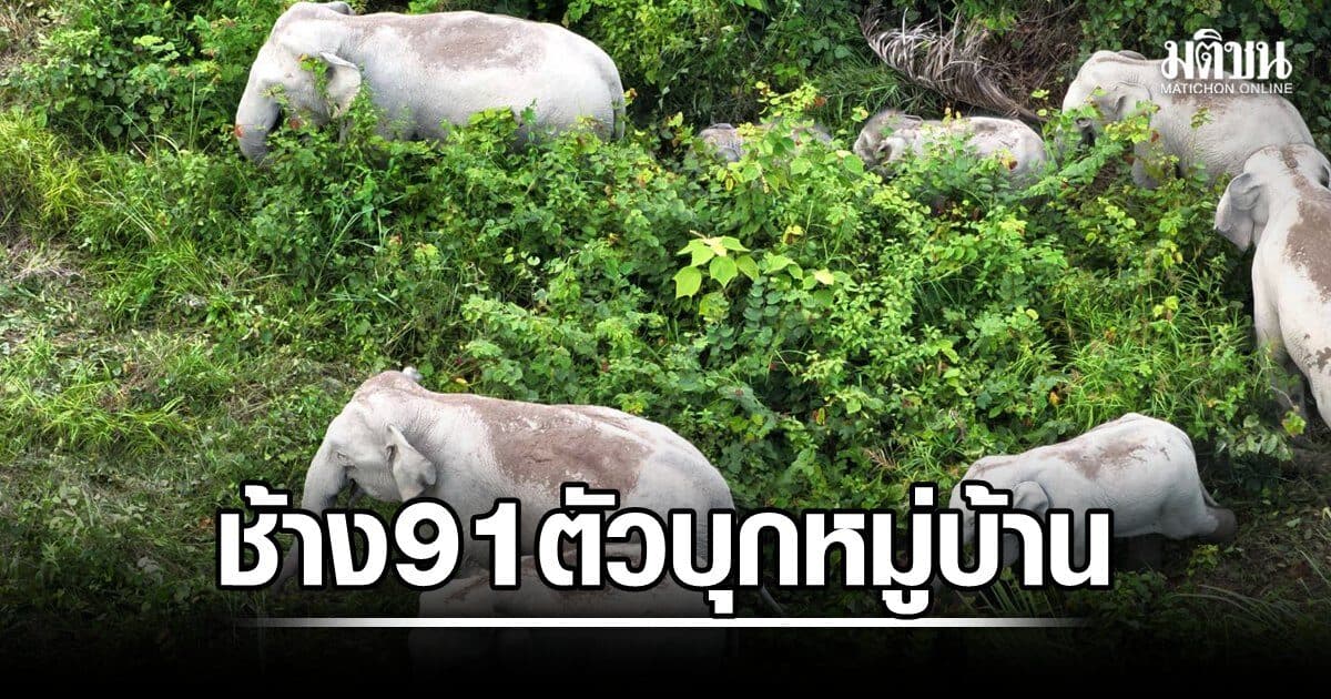 โขลงช้างเขาสอยดาว 91 ตัว ถีบดินกลบคู บุกหมู่บ้าน ถูกไฟชอร์ตตาย 3 ตัว ชาวบ้านสุดทน รัฐค้างเยียวยากว่า 4 ล้าน