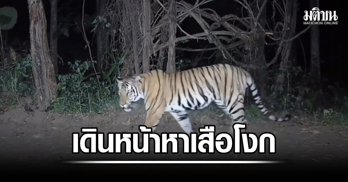 เดินหน้าหาเสือโงก ทำร้ายจนท.ห้วยขาแข้งปรับพฤติกรรม อุทยานย้ำ ชีวิตเสือสำคัญก็ไม่เท่าชีวิตคน