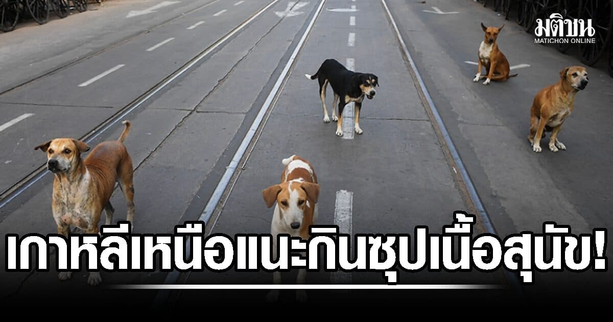 ทรมานใจคนรักสุนัข! เกาหลีเหนือ แนะประชาชน กิน ‘ซุปเนื้อหมา’ หวังช่วยคลายร้อน