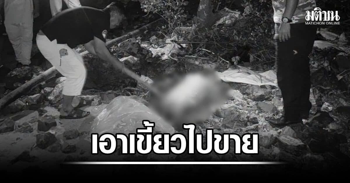 ตัดหัว-หางลูกพะยูน คาดควักเขี้ยวในกะโหลกไปขาย ผู้เชี่ยวชาญเศร้า ปีนี้ตายแล้ว 10 ตัว สถานการณ์ย่ำแย่