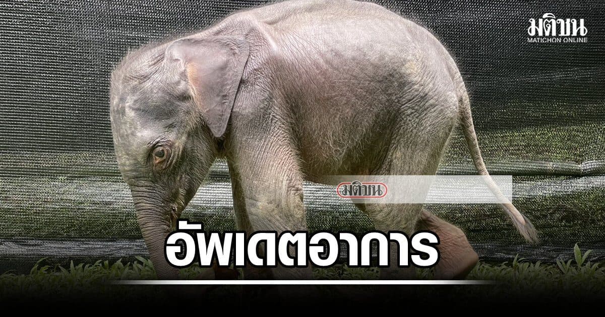 อัพเดตอาการ ลูกช้างพลัดหลงป่าไทรโยค หัวหน้าอุทยานฯเล่าสะเทือนใจวิ่งตามเรือ หิวจัดขอความช่วยเหลือ