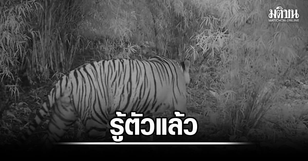 รู้แล้ว เสือตัวไหนทำร้ายเจ้าหน้าที่เสียชีวิต แถลงเย็นนี้
