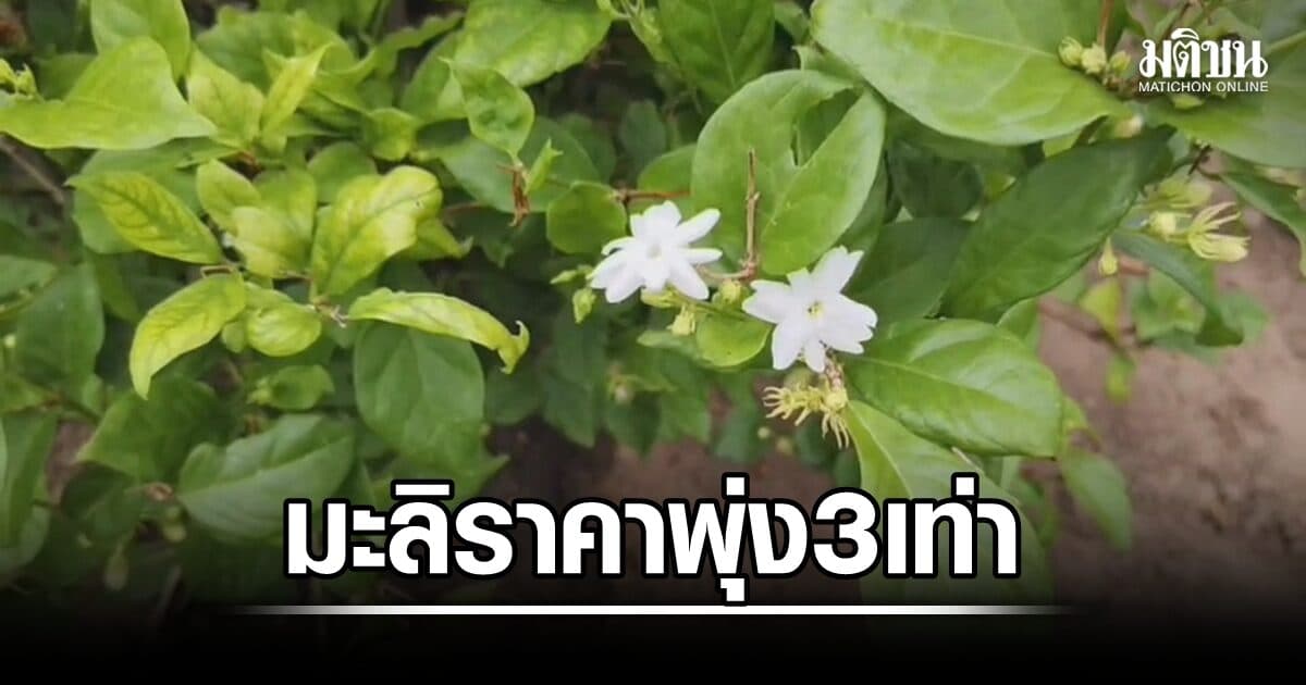 มะลิวันแม่ราคาพุ่ง 3 เท่า สวนถูกจองเกลี้ยง กก.ละ 1,500 บาท หลังฝนทิ้งช่วง-ผลผลิตลด