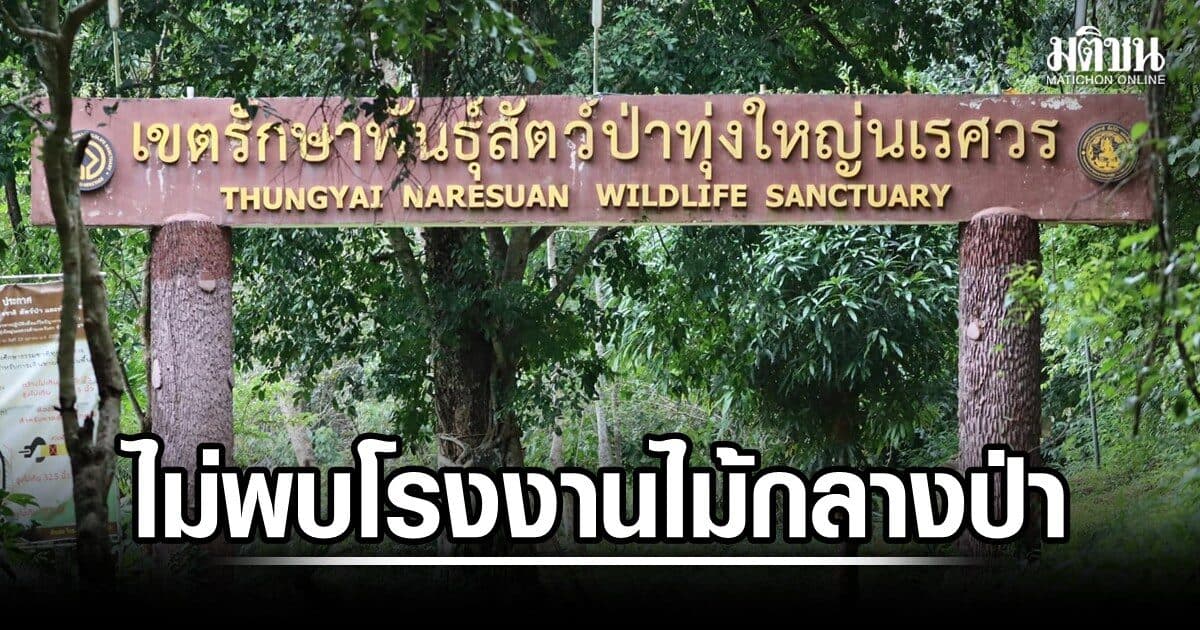 เผยผลลาดตระเวน ป่าทุ่งใหญ่ ยันไม่พบจีนเทาตั้งโรงงานแปรรูปไม้ ย้ำคุมคนเข้าออกพื้นที่เข้มงวด