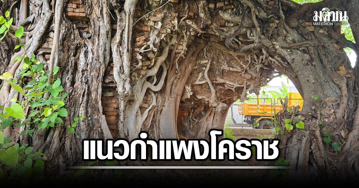 นักโบราณคดีขุดเจอเพิ่มอีก แนวกำแพงเมืองโคราช ส่ง เนื้ออิฐมีร่องรอยแกลบข้าว วิเคราะห์อายุ