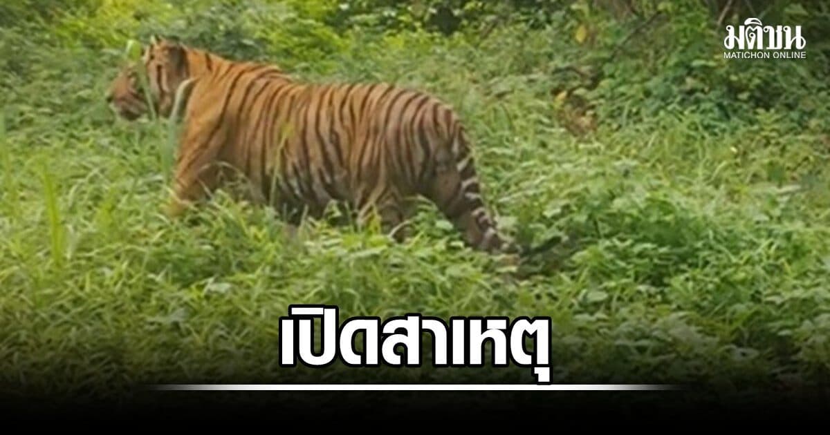 เปิดสาเหตุ เสือโคร่งห้วยขาแข้ง ลากจนท.ไปกิน เผยรายที่2รอบ28ปีเข้าถึงคน