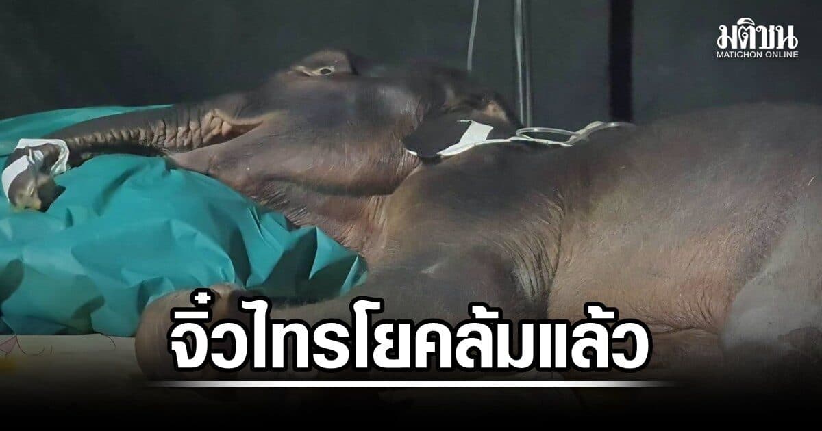 จิ๋วไทรโยค ลูกช้างป่าพลัดหลง ล้มแล้ว คาดไตวายเฉียบพลัน เฮ้งขอบคุณจนท.-สัตวแพทย์ ดูแลจนวาระสุดท้าย