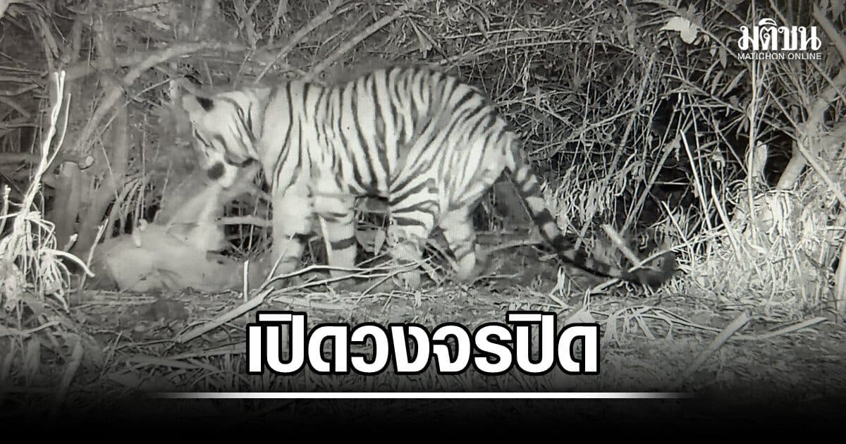 เปิดวงจรปิดหลักฐาน เสือโคร่ง ลูกอภิญญา ทำร้ายจนท.ดับ เผยสาเหตุ เป็นทางผ่าน-คิดว่าเหยื่อ